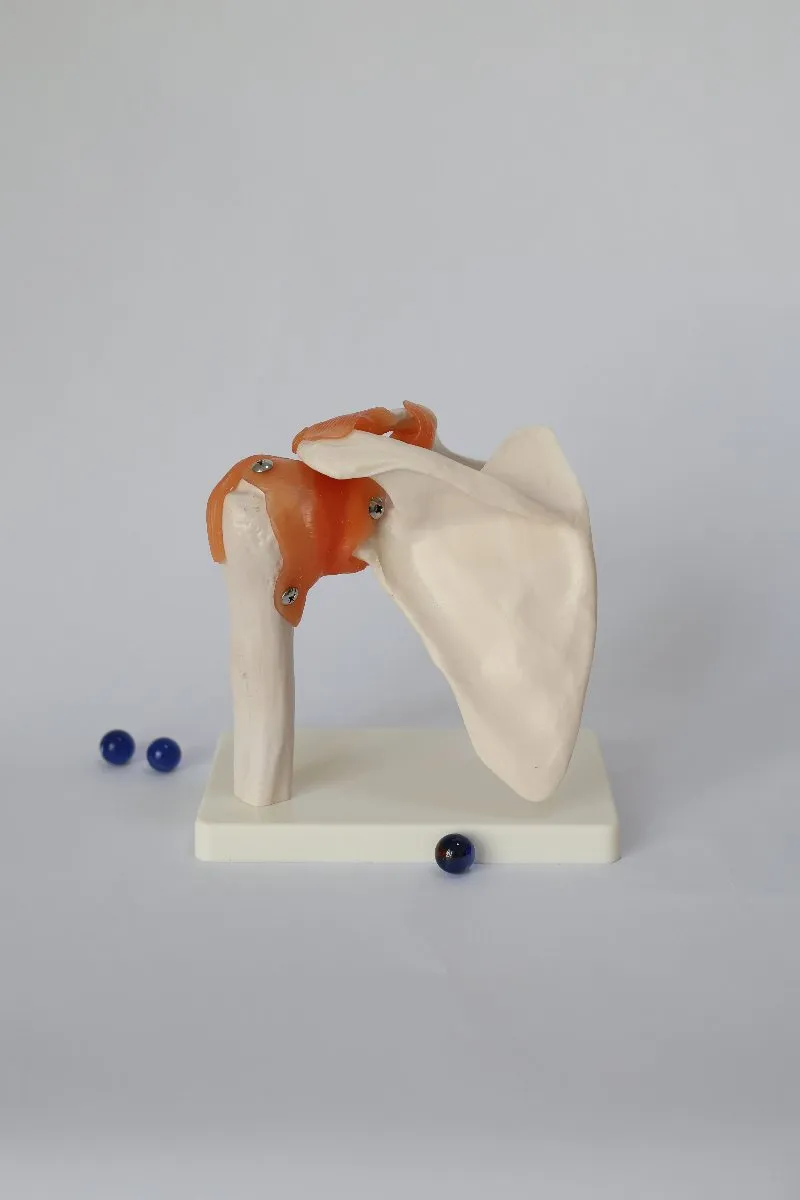 Anatomical Shoulder Joint Model