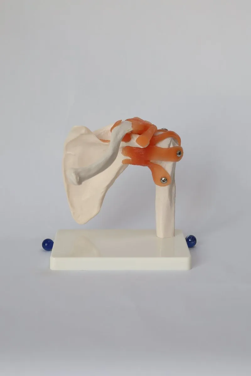 Anatomical Shoulder Joint Model