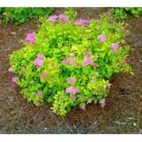 Barberry Goldmound Spirea 5gal