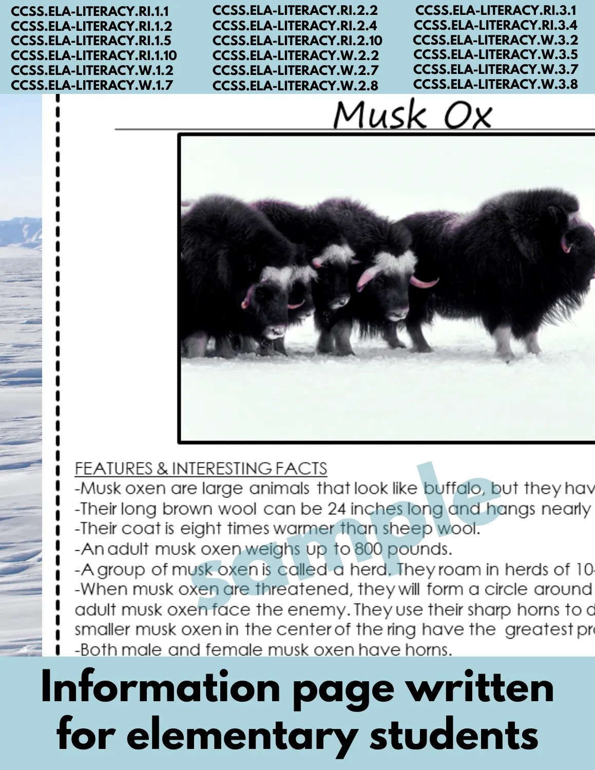 Musk oxen Animal Research Pages for animal research paper