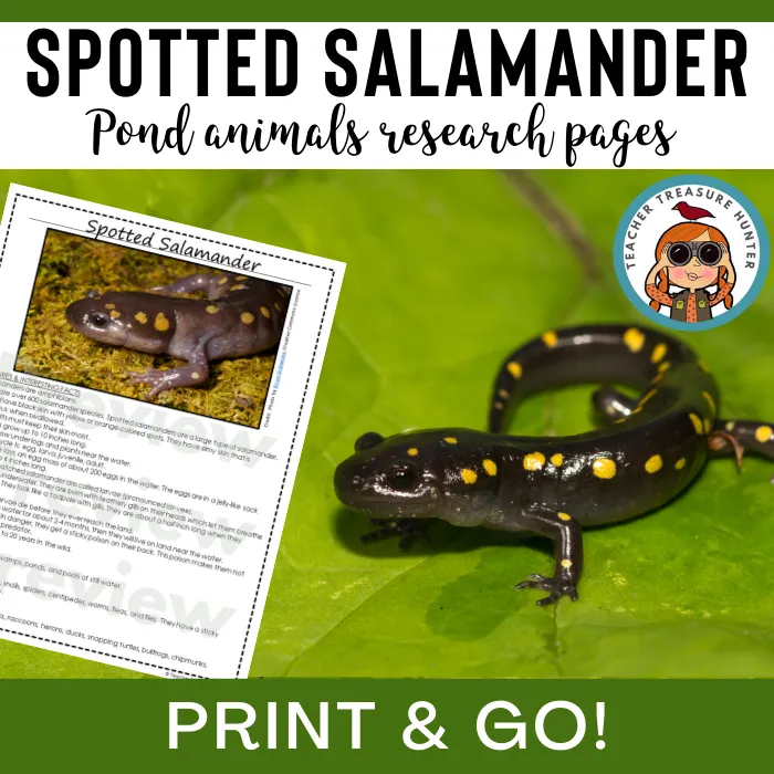 Spotted Salamander Animal Research Pages for pond study and life science lessons